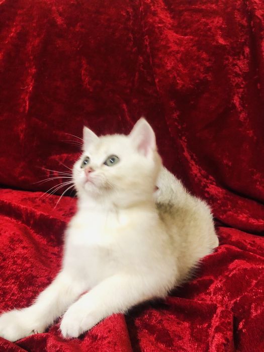 Ласкавий сріблястий котик. Шиншила. Купити в Київі в Україні