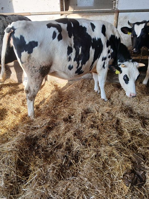 Jałówka wysokocielna hodowlana hf sprzedam