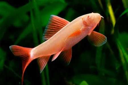 Labeo zielony - Grubowarg zielony - Labeo frenatus - ALBINOS - dowóz
