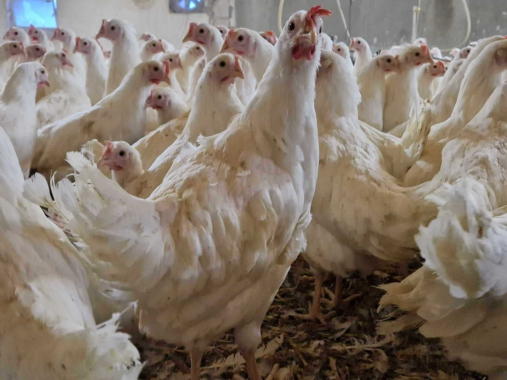 Kury kokoszki nioski Tetra biała jak leghorn dowieziemy