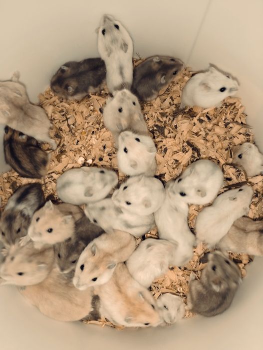 Самий хоробрий джунгарський хом'як