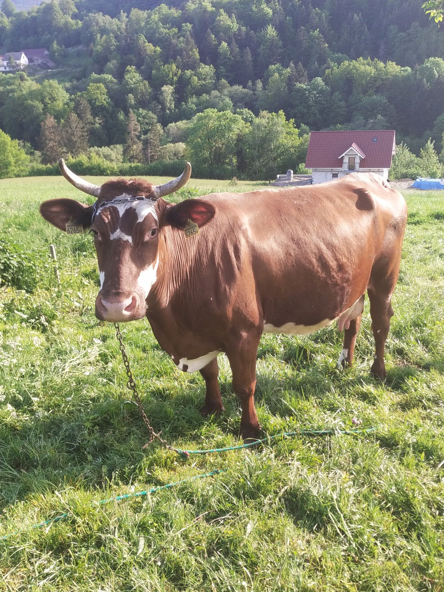 krowa cielną 7 miesięcy