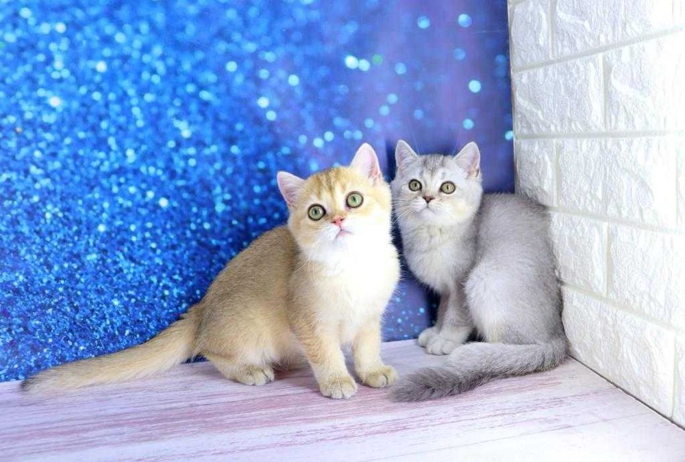 Очаровательные британские серебристые котята.