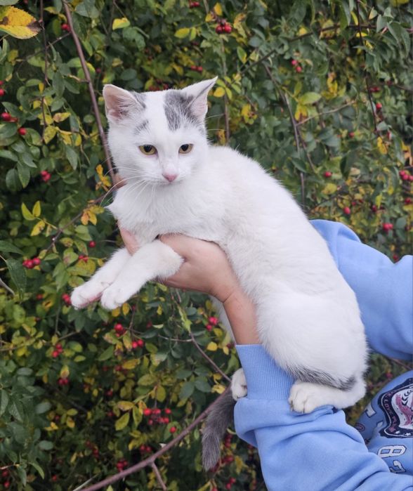 Кішечка віком 7 місяців