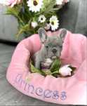 Buldog francuski blue lilac suczka gotowa do odbioru