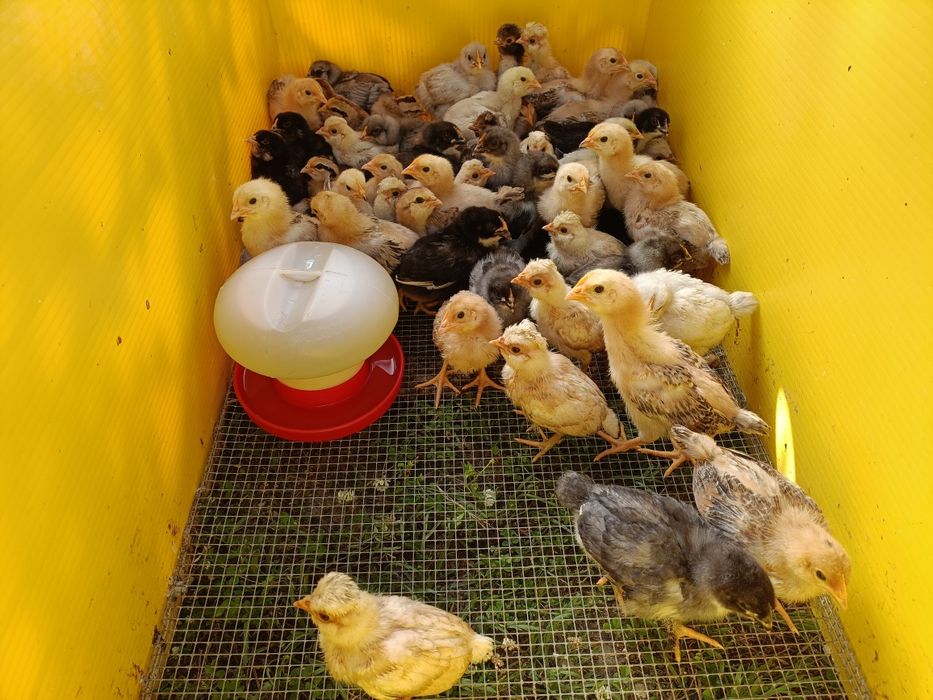 Pintos Marans, ayam ketawa, paduanas, araucanas, andaluzas surenha mor