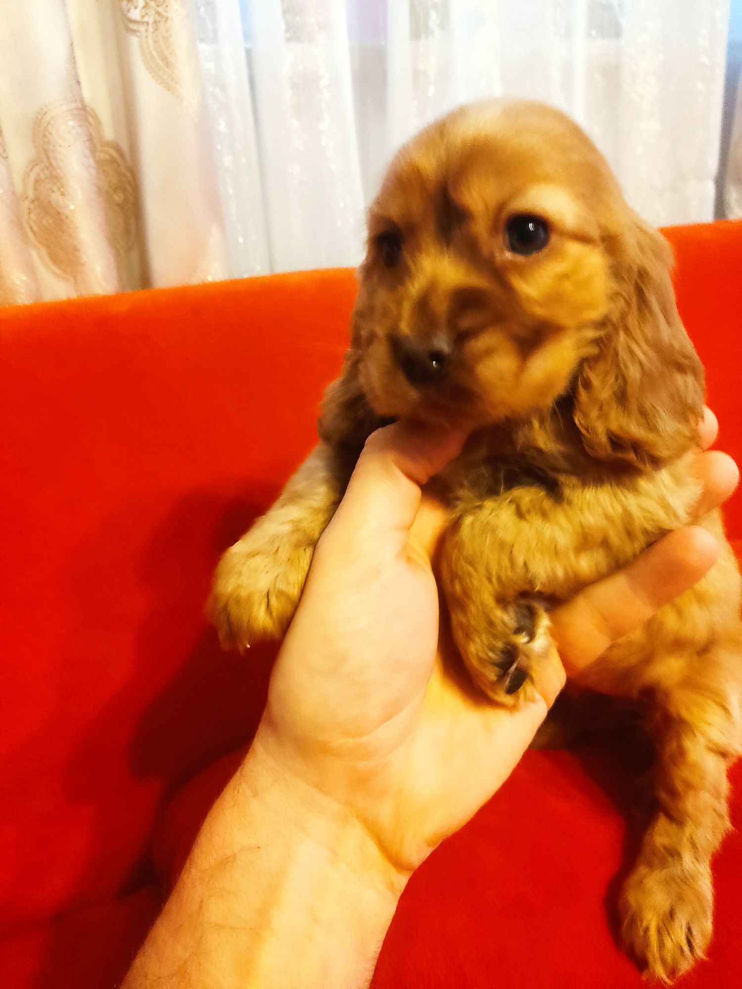 Wspaniały szczeniaczek Cocker Spaniel