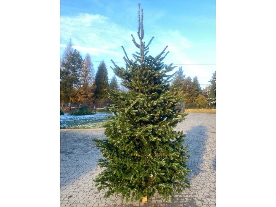 Choinka! Choinki! Ładne, gęste świerki i jodły z dowozem pod dom!