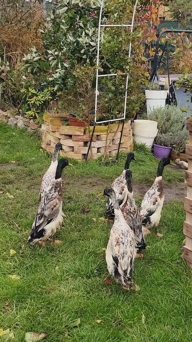 Biegus indyjski srebrne kaczory