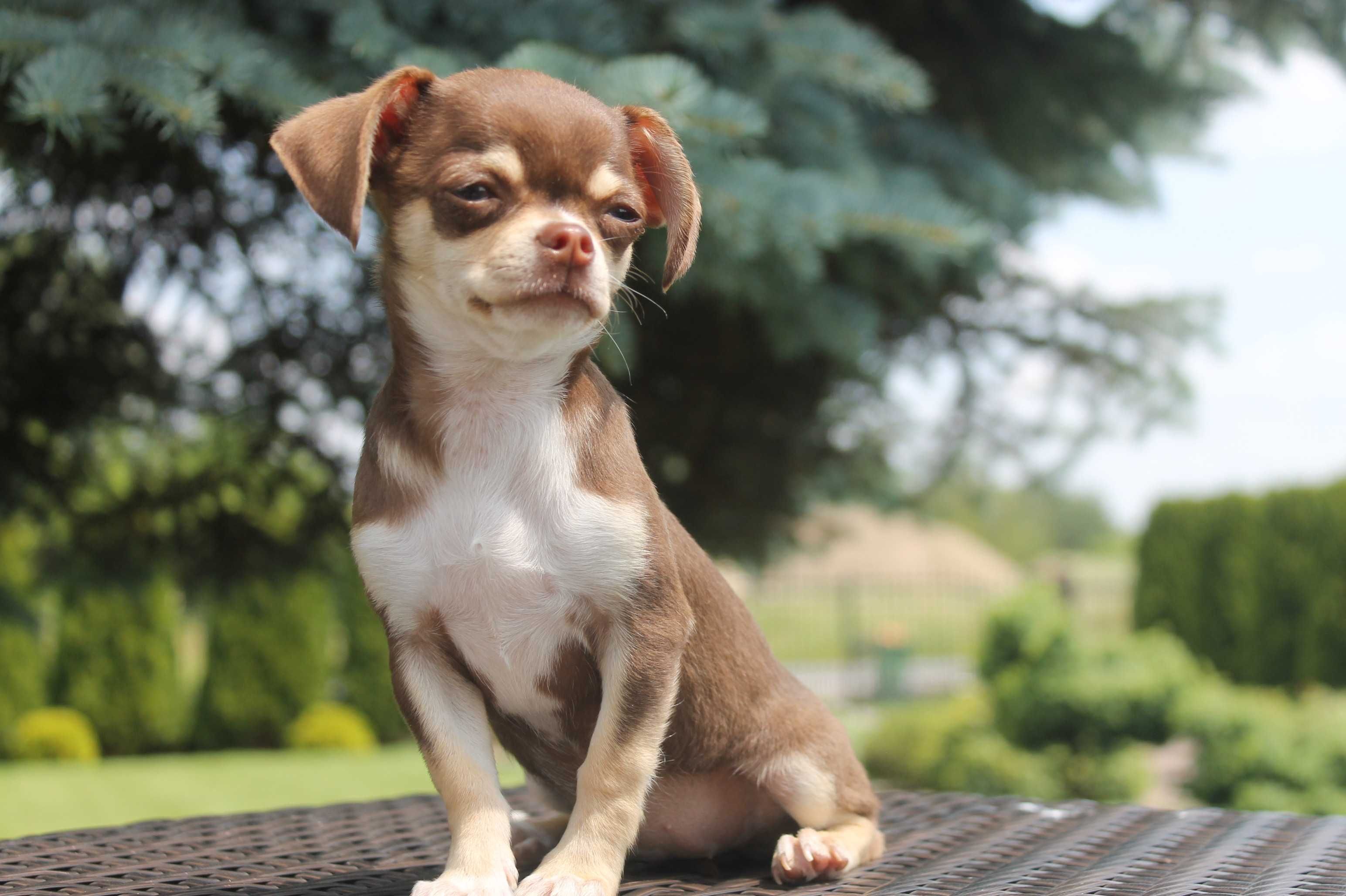 Chihuahua śliczna mini suczka - już do odbioru