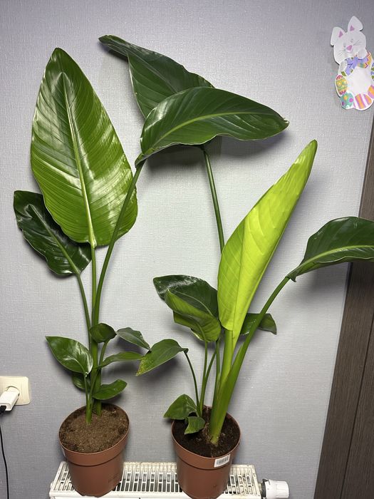 Стреліція Епіпремнум Маранта Плющ Спатифілум Даймонд Фікус Калатея