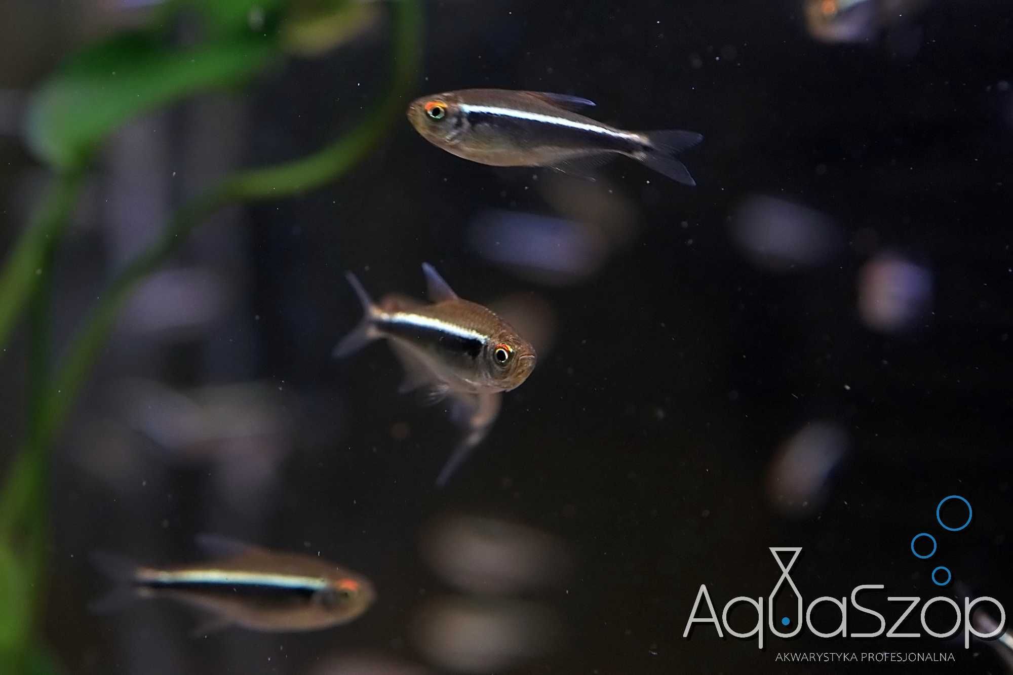 Neon Czarny ( Hyphessobrycon herbertaxelrodii ) - AQUASZOP