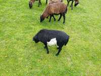 Owce kameruńskie     sprzedam
