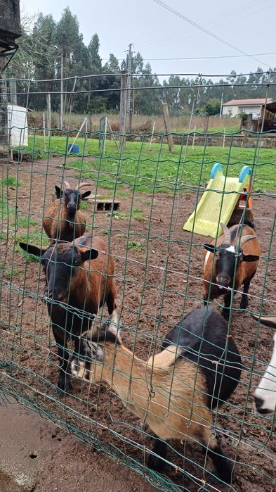10 cabras anas  e um macho  todas prenhas  ja muito adiantadas