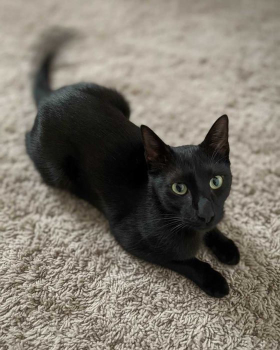 Setúbal / Margem Sul / Lisboa — BROWNIE, gatinho para adoção *