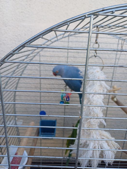 Aleksandreta obrożna