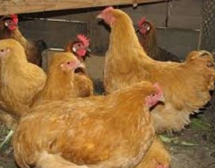 Инкубационное яйцо мастергрей Венгрия