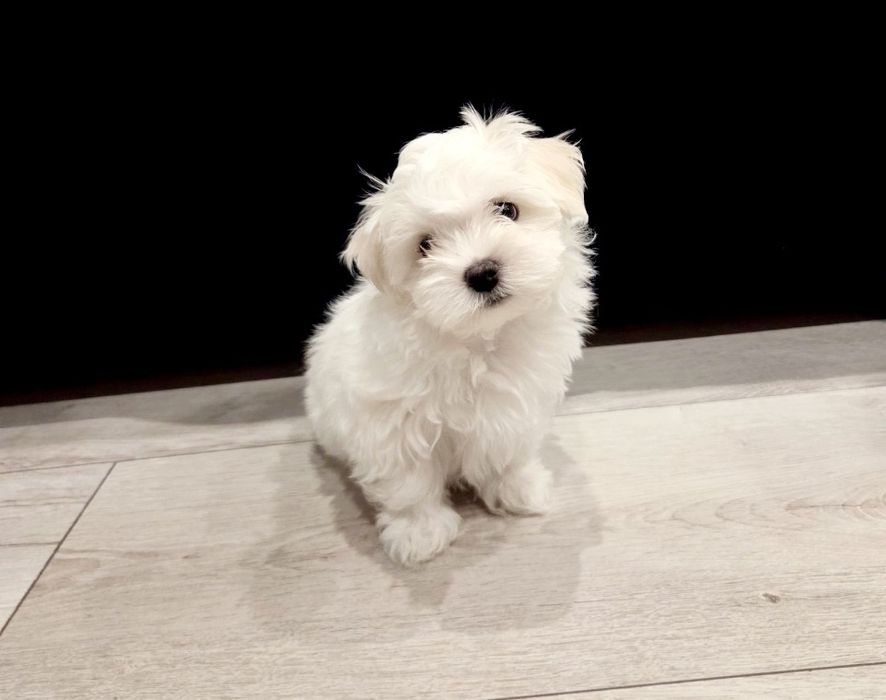 Maltańczyk szczeniak 11 tyg