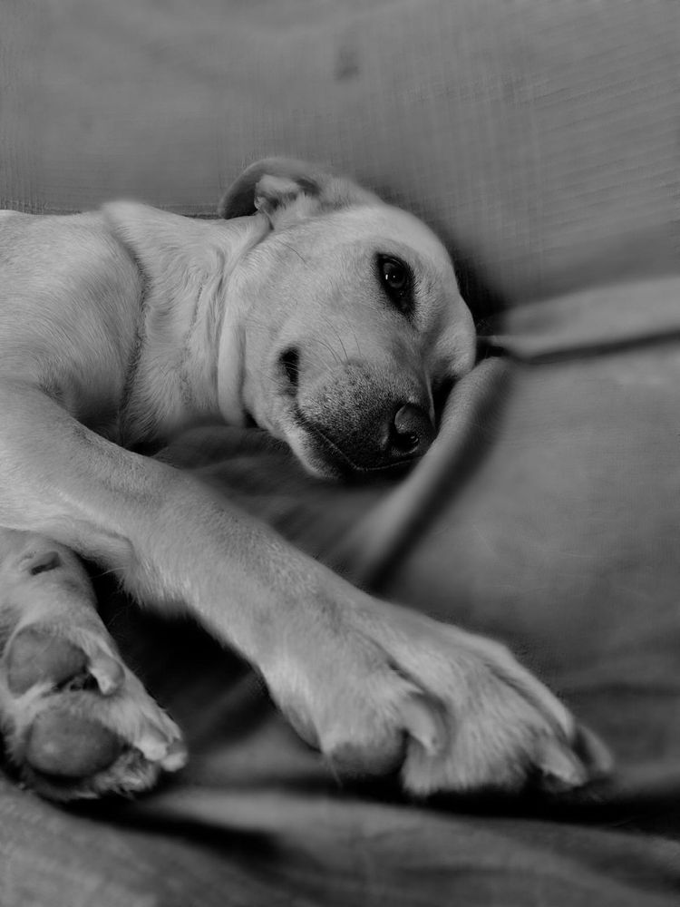 Kira - Cadela raçada de Labrador meiga para adoção responsável