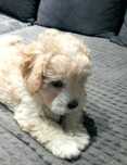 Urocza suczka Maltipoo