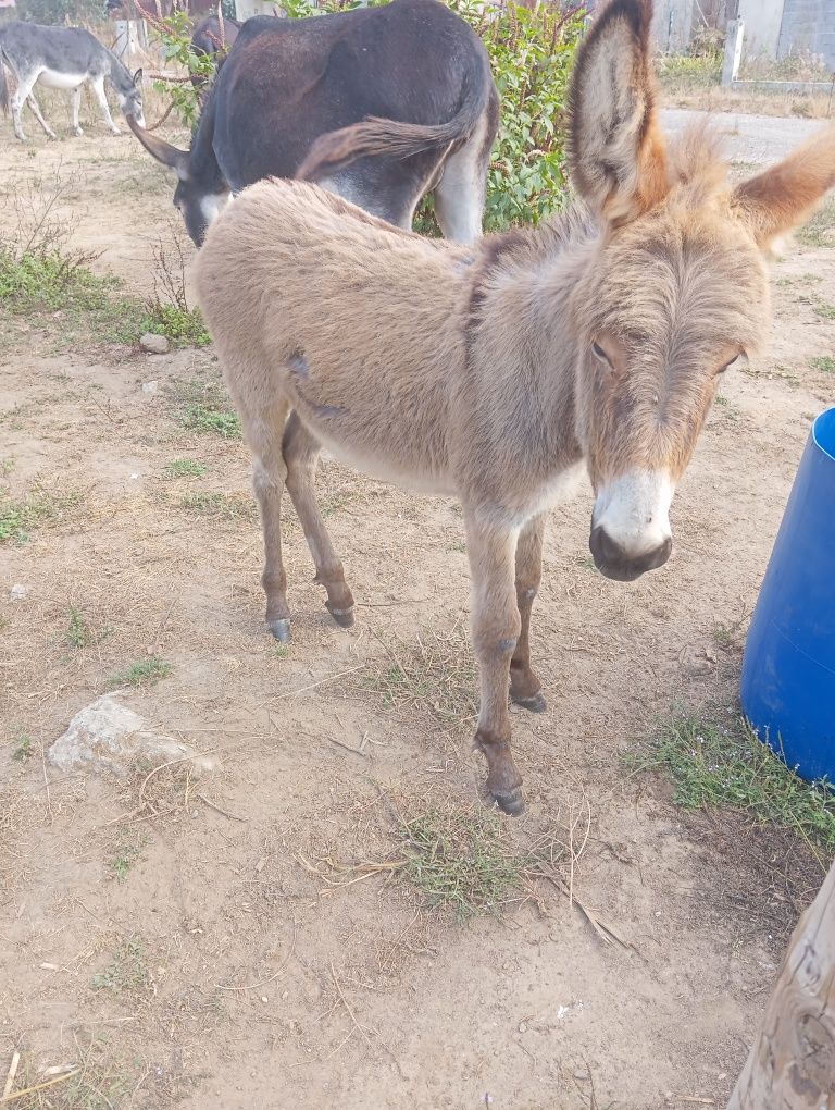 Burrinha juvenil anã