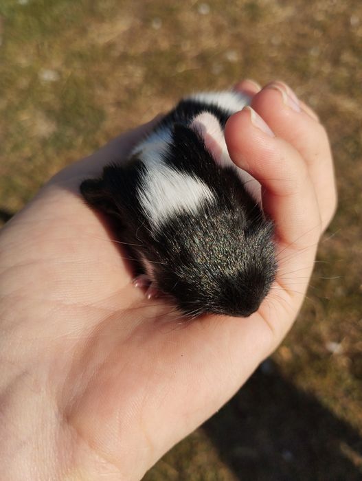 Віддам морські свинки