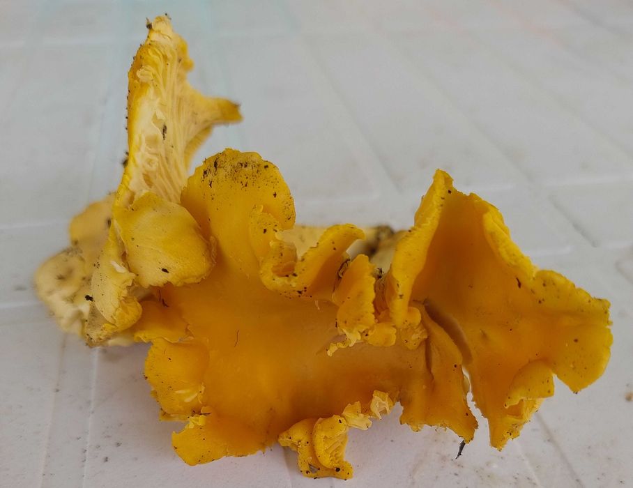 Cogumelos silvestres - Cantarelos