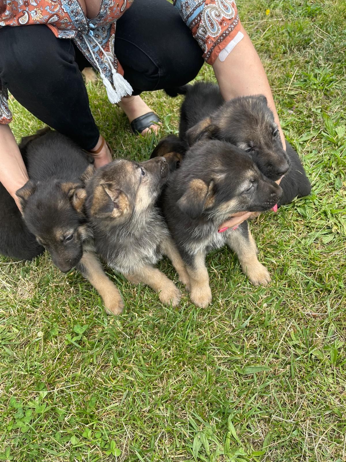 Animais cão de raça