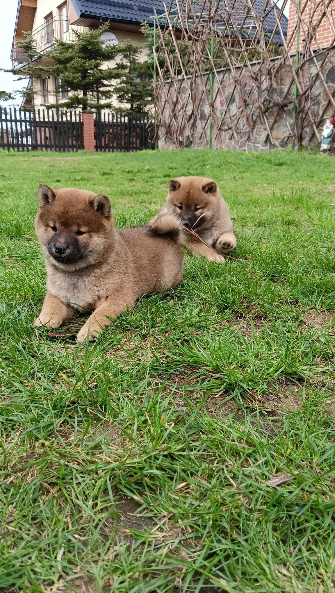 Shiba Inu samiec RUDY Wrzosowa Zagroda FCI ZKwP