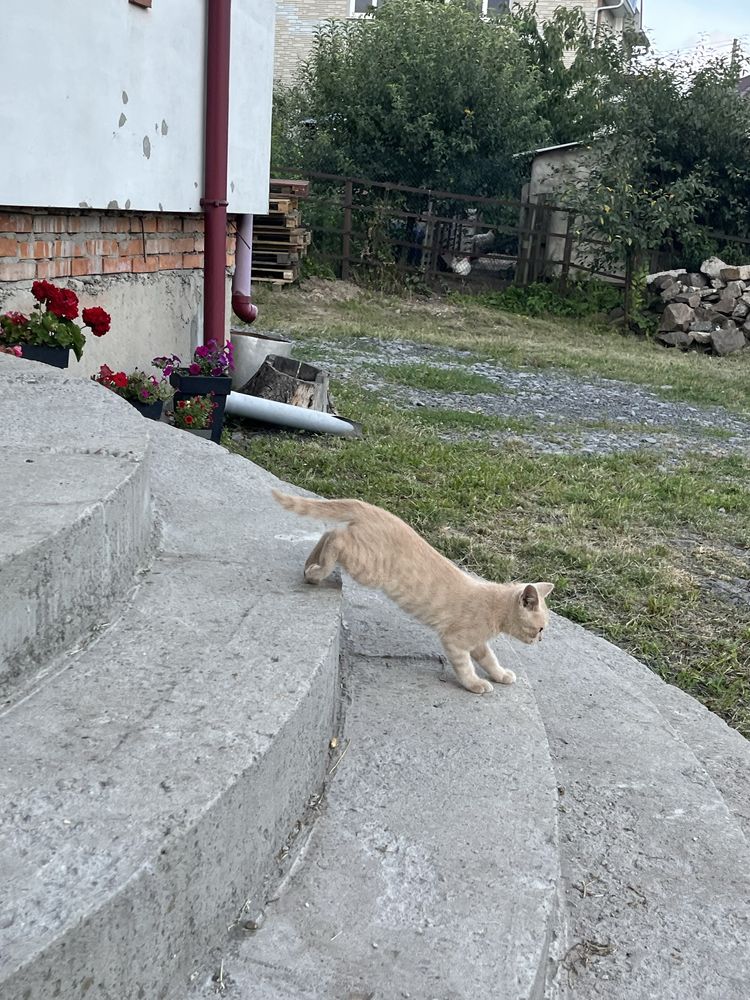 Віддам котиків безкоштовно! Шукаю дім кицям