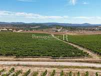 Herdade de 60 ha com Vinha, Adega e Pomar entre Borba e Estremoz