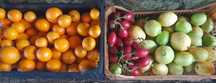Legumes, frutas, etc..tudo bio...