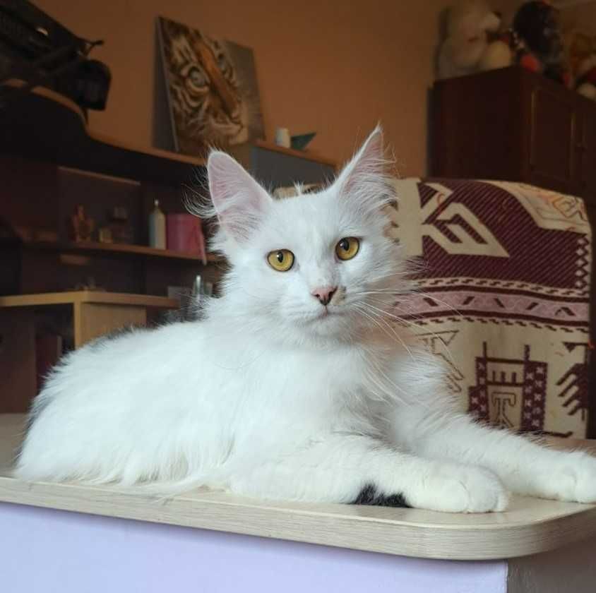 Игривые ласковые котики - братья , 1 год, кастрированы