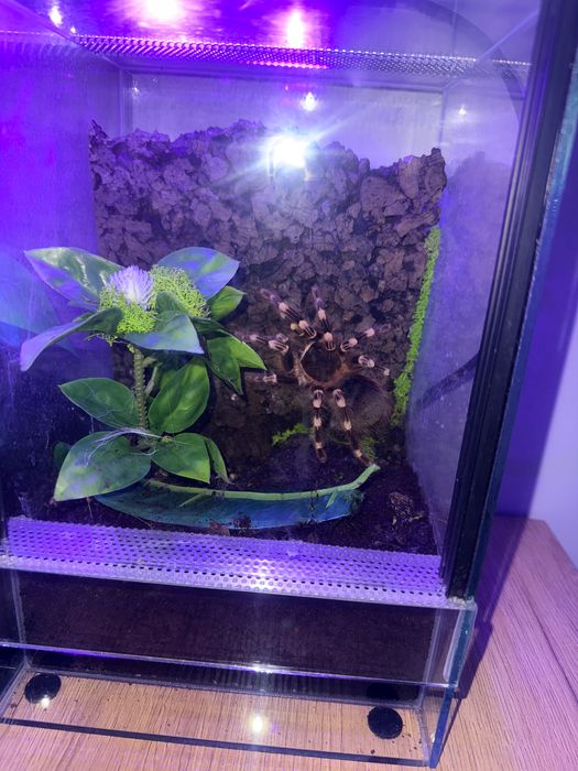 Ptasznik białokolanowy L-13