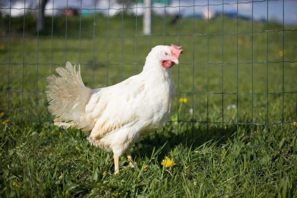 Kurki nioski Tetra tintet na jajko