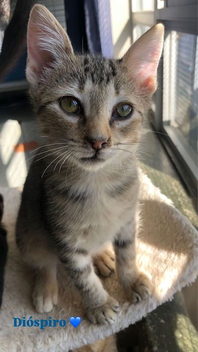 Gatos para adocão