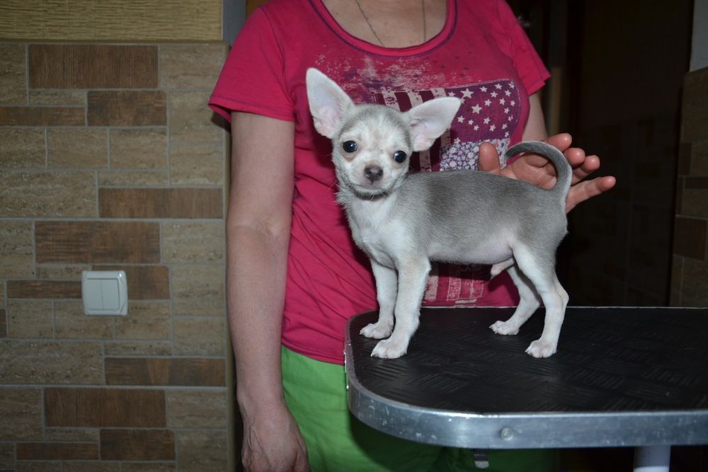 Голубий "хаскі" хлопчик. Документи КСУ