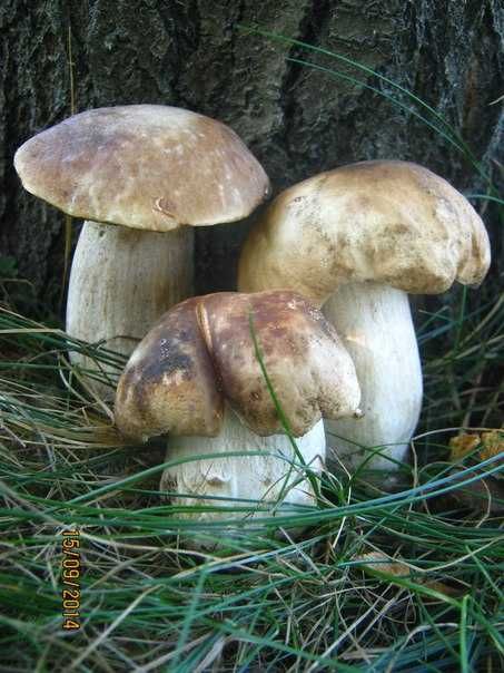 Зерновая грибница Белых грибов - качественный посевной мицелий