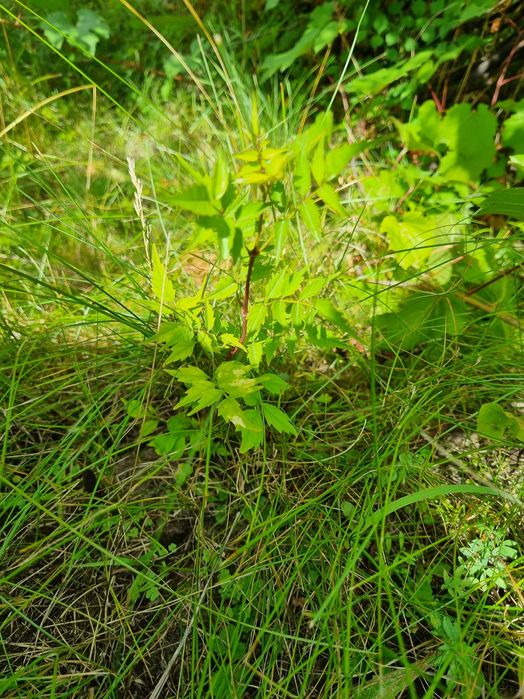 Кампсис. Текома. Лиана