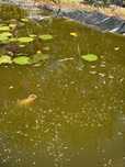 Peixes adultos e pequenos