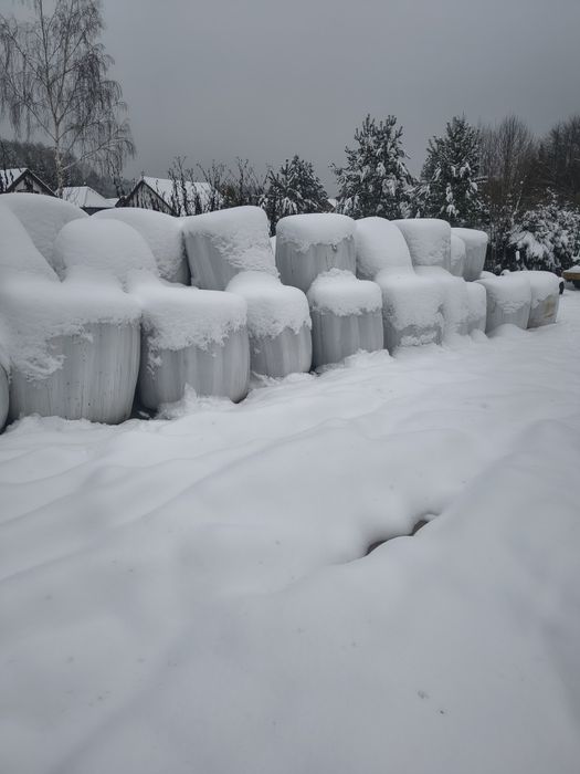 Sprzedam bele kiszonki