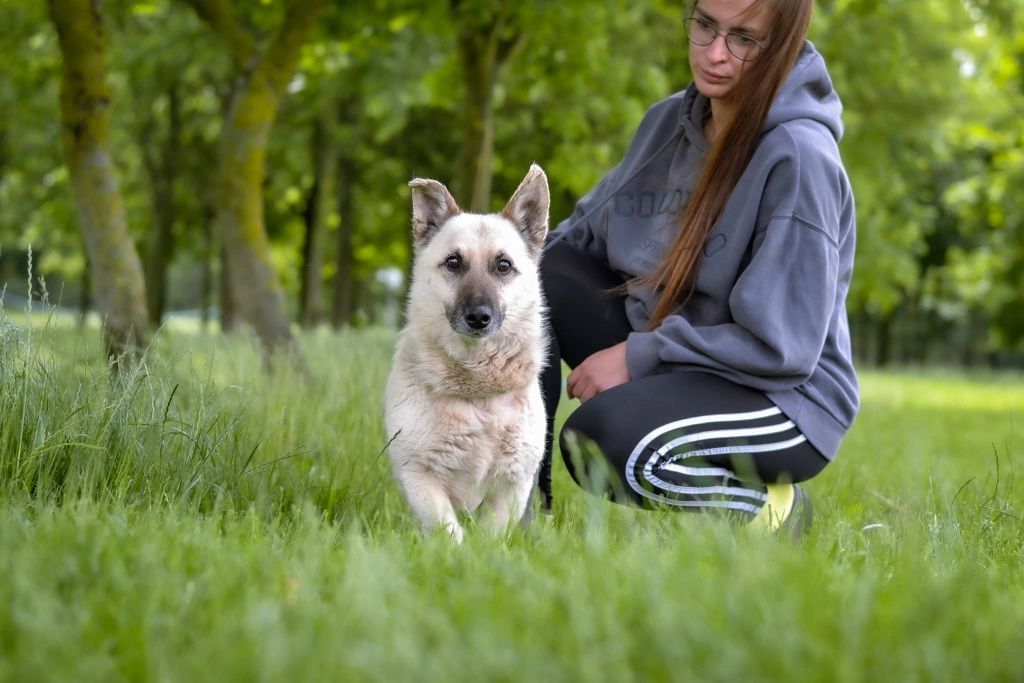 Biszkoptowy, 10 letni psiak też chciałby mieć Dom!