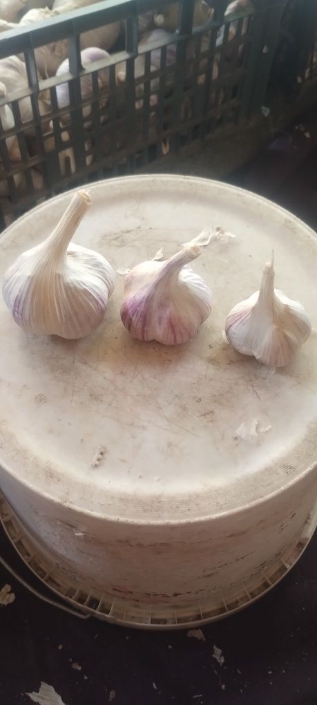 Продам часник сорт Любаша