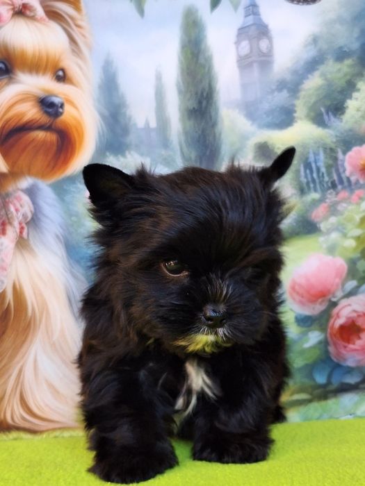 Yorkshire terrier czarny z paszportem i rodowodem