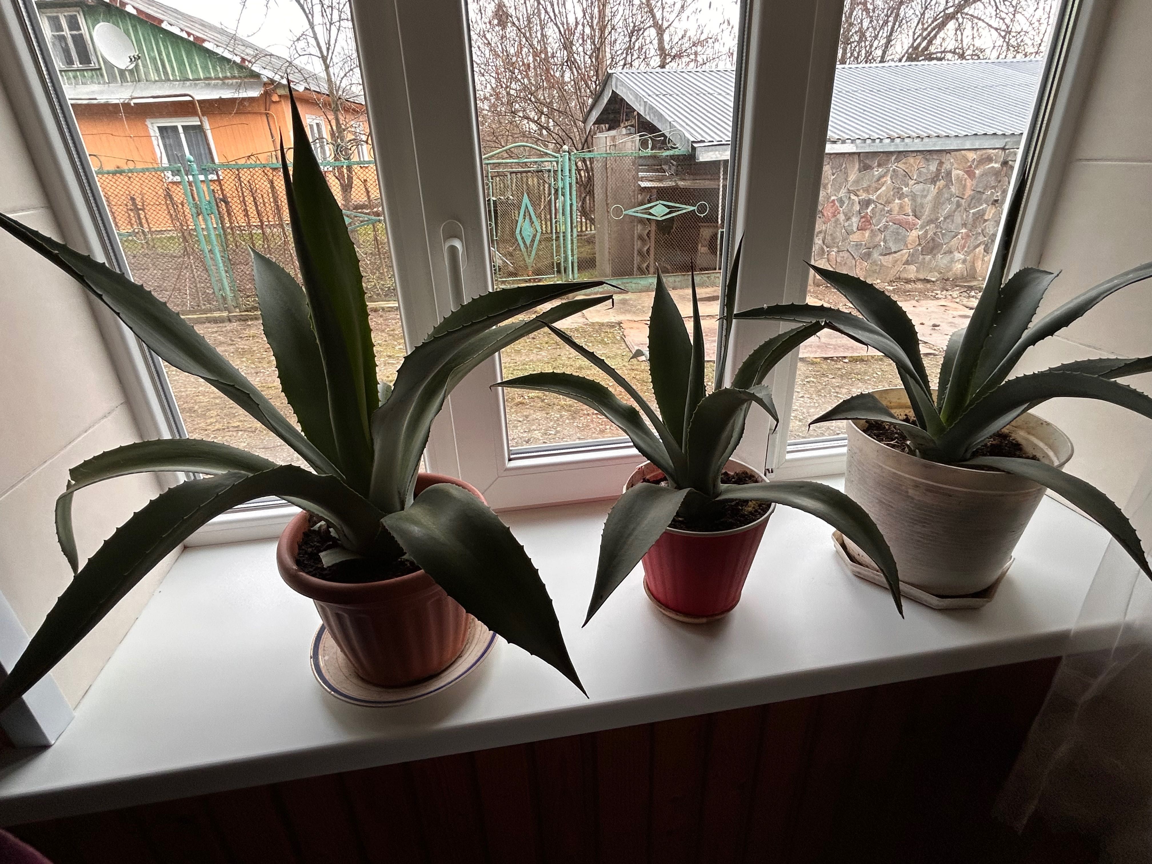 Вазонки , агава , агава блакитна agava, вазонок , вазон, подарунок