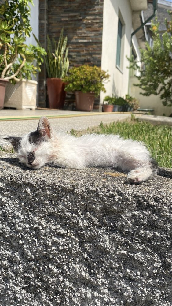 gato para adoção