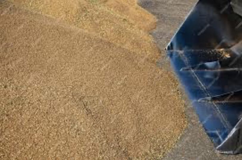 Пшеница по 8.5 балабино