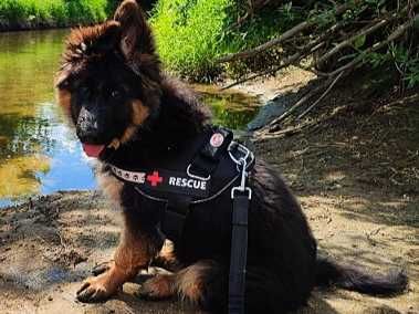 Owczarek niemiecki długowłosy grubej kości mocnej budowy szczeniak