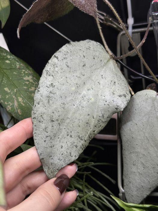 Хойя caudata silver, pandurata silver