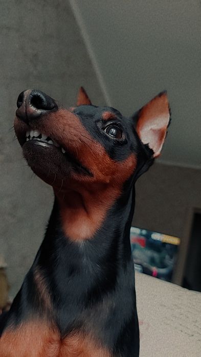 Вязка Цвенгерпінчер доберман